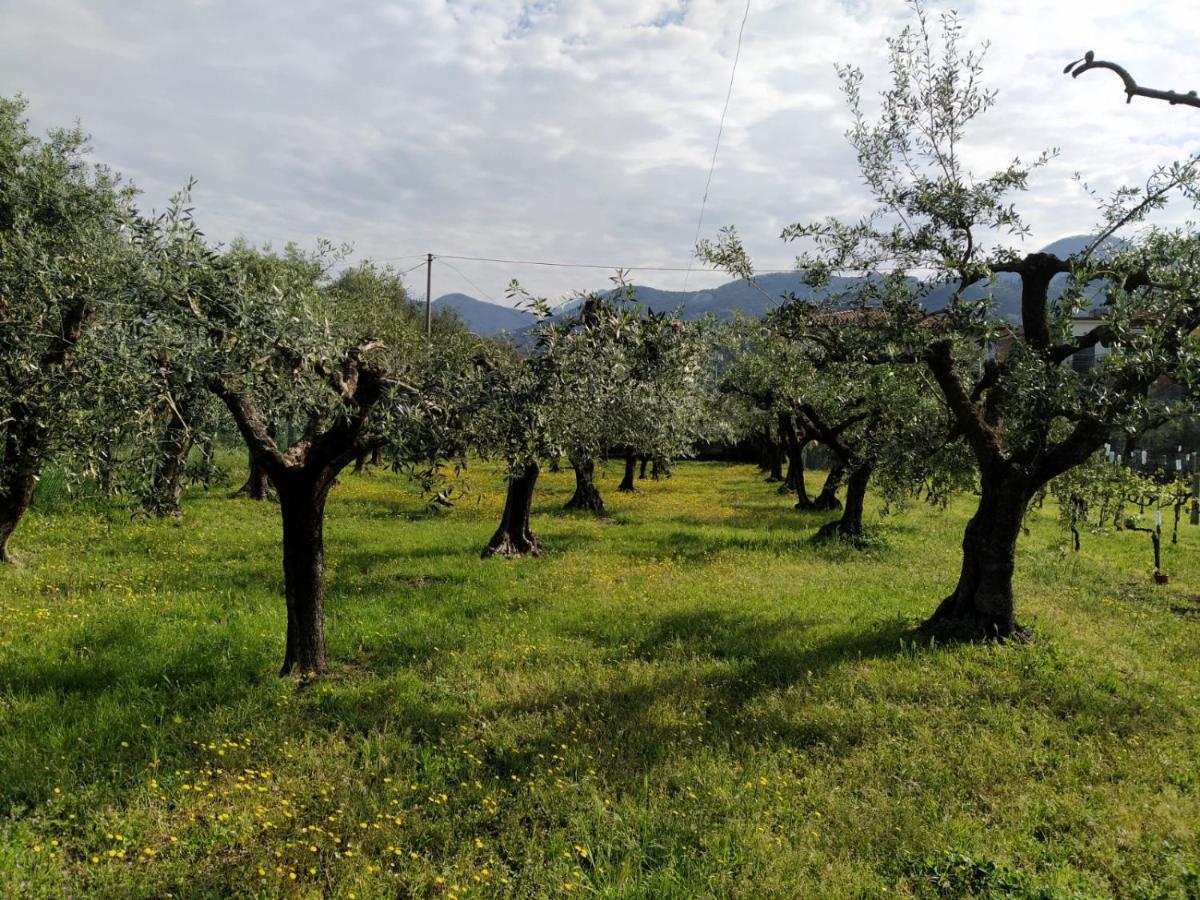 Agriturismo La Vite Maritata Pietrasanta Dış mekan fotoğraf