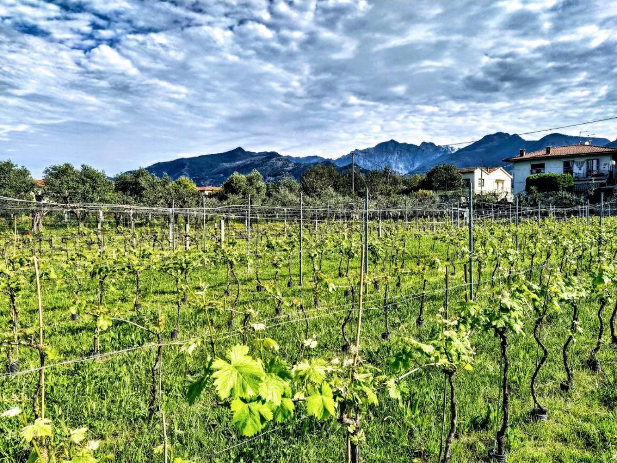 Agriturismo La Vite Maritata Pietrasanta Dış mekan fotoğraf